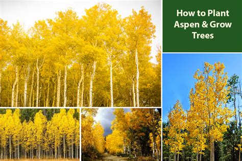 How Aspens Grow